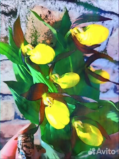 Гербарий башмачный