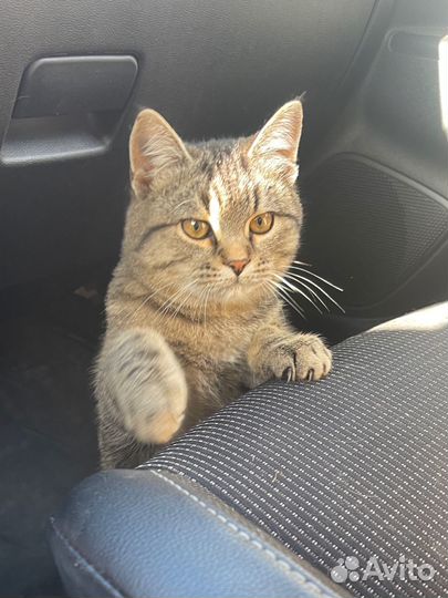 Котенок 3 месяца мальчик