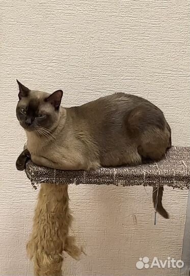 Кот породы Бурма
