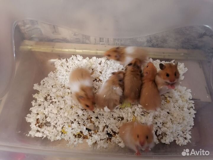 Хомяк сирийский ангорский