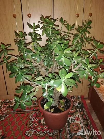 Толстянка (денежное дерево)