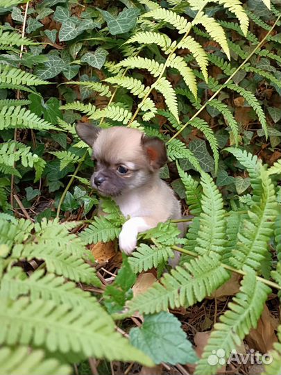 Чихуахуа девочка