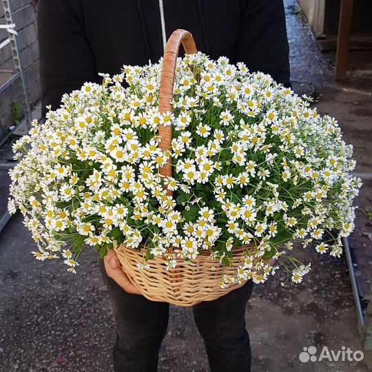 Ромашки Ромашка