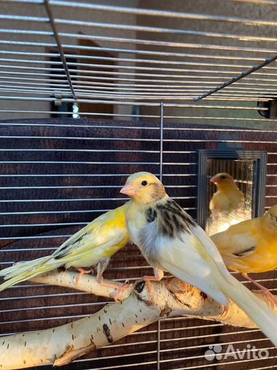 Кенара и канарки