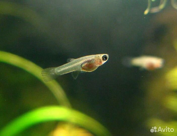 Гуппи мальки