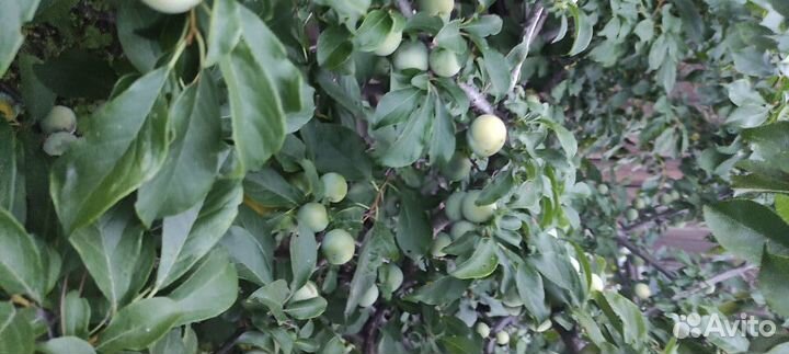 Красная/жёлтая слива саженцы