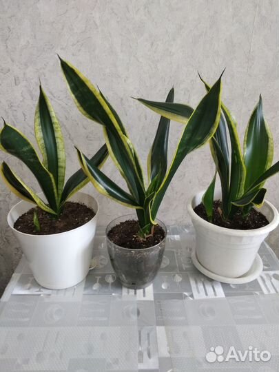 Сансевиерия