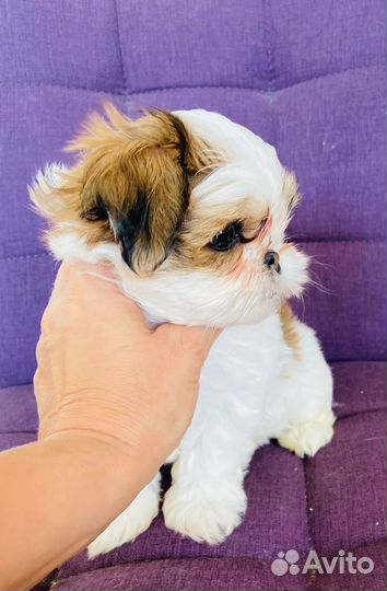 Щенки ши-тцу мини