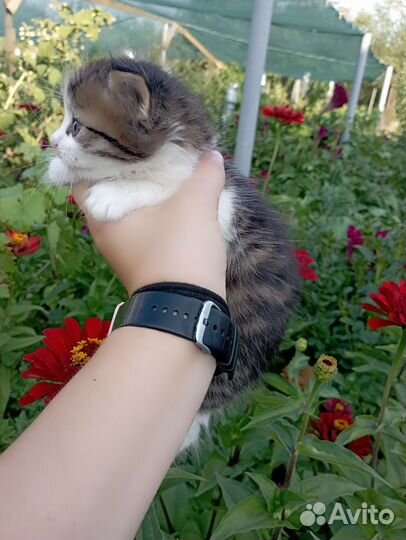 Котята в добрые руки бесплатно