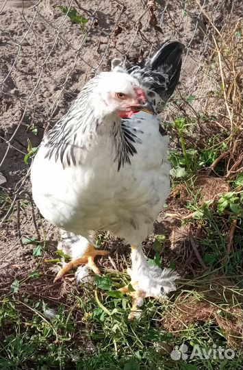 Красавец петух