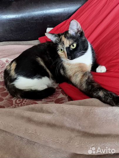 Кошка 1,5года, стерилизована