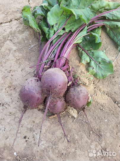 Продукты питания