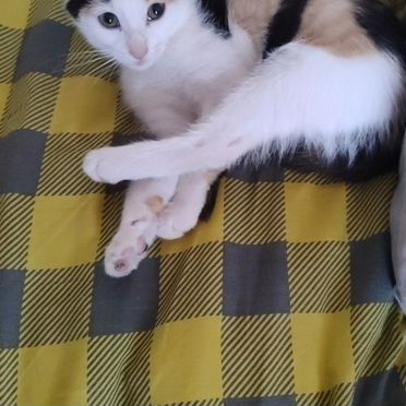 Анатолийский котёнок