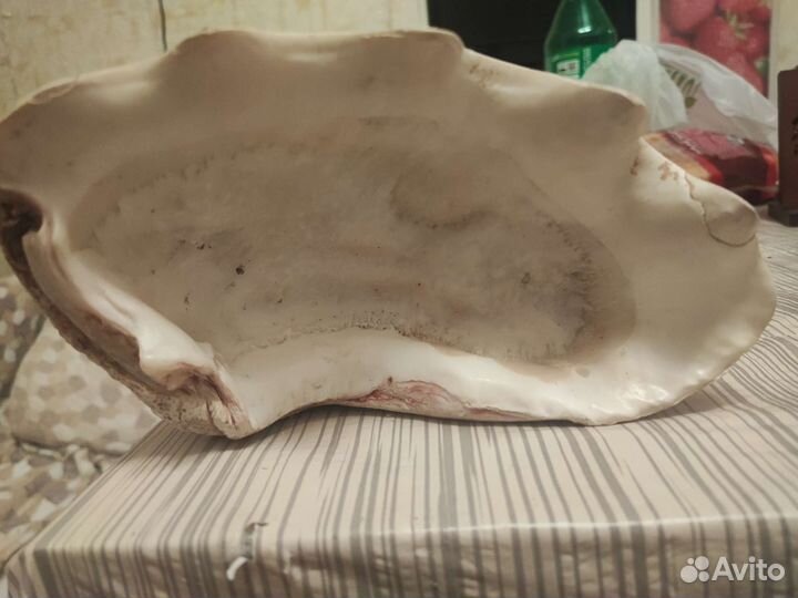 Морские ракушки раковины