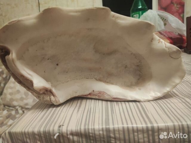 Морские ракушки раковины