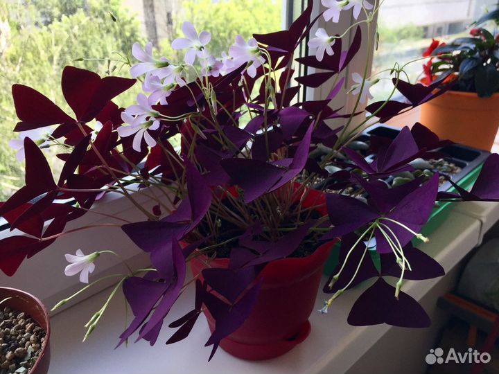 Кислица треугольная, комнатное растение