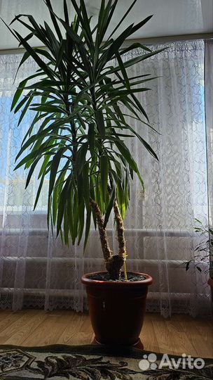 Пальма юкка