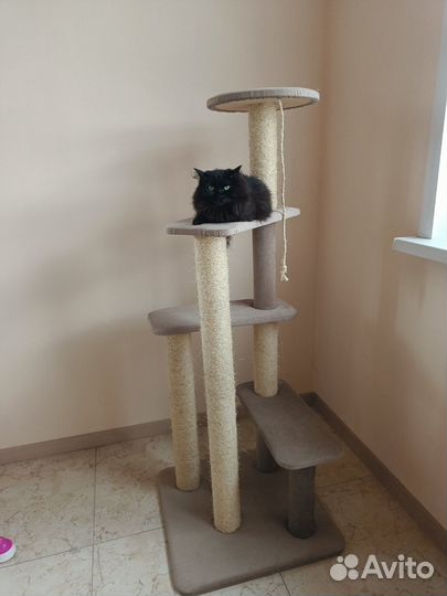 Гостиница для кошек 