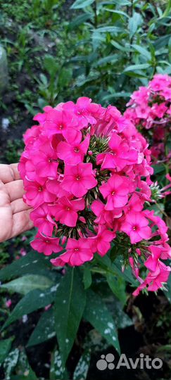 Флокс темный, яркий, ароматный