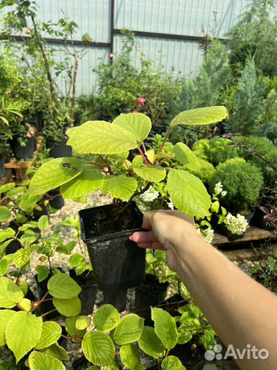 Киви Закарпатский самоплодный (лиана)