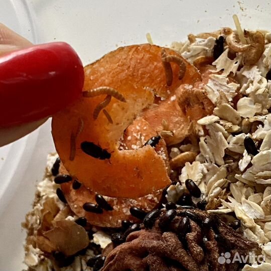 Жук знахарь личинки жука знахаря