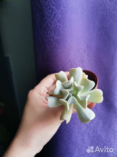 Суккуленты крассула, эчеверия, седум, аихризон