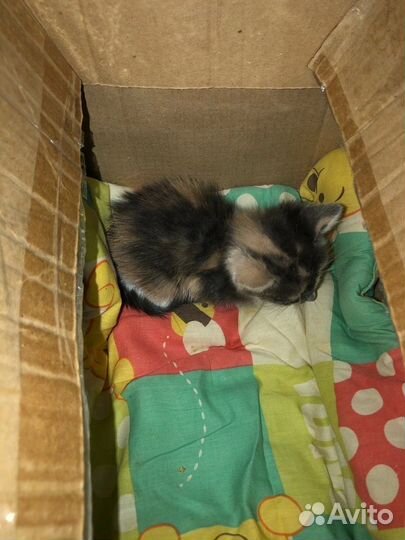 Котик в добрые руки