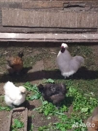 Китайские пуховые куры