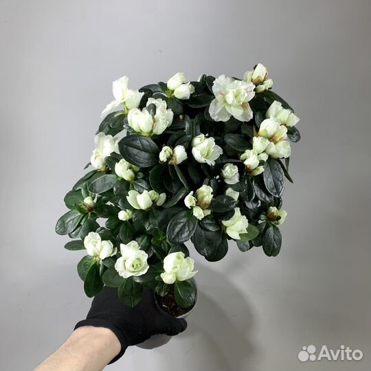 Азалия индика штамб