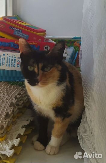 Трехцветная кошечка на счастье в доме