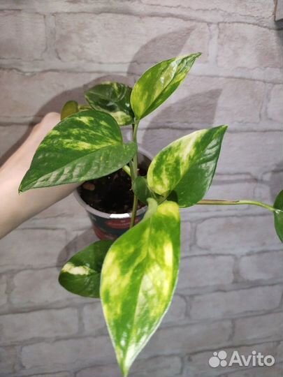 Комнатные цветы