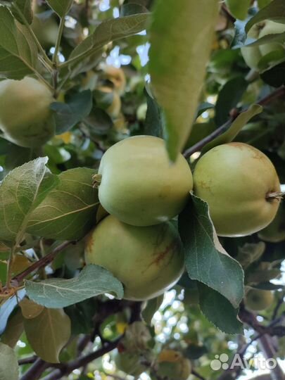 Яблоки, помидоры,огурцы