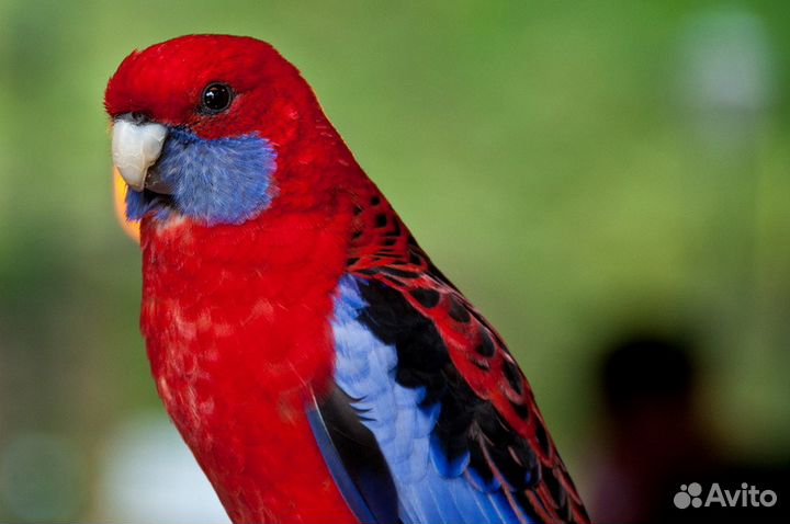 Попугаи розеллы,ожереловые,кореллы и др