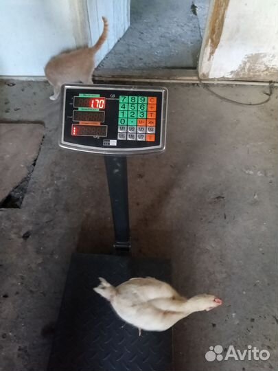 Куры цыплята