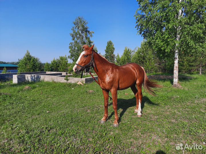 Продам коня