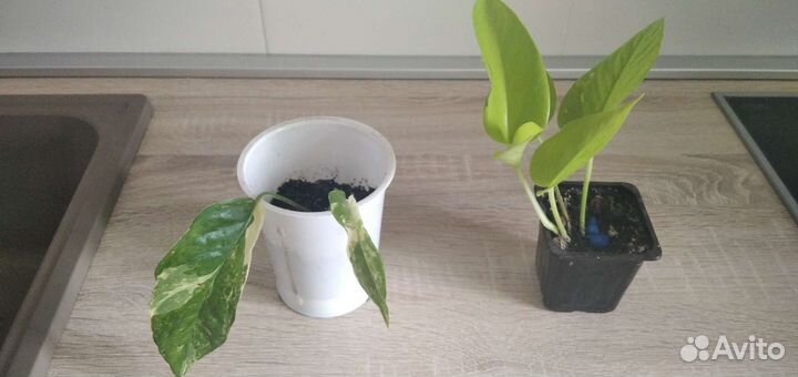 Комнатные цветы