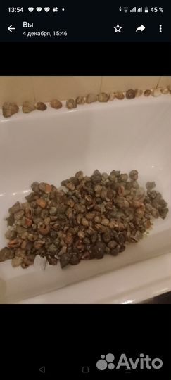 Морские ракушки раковины