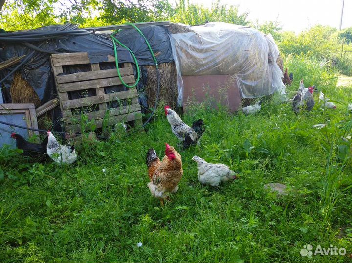 Домашние петухи