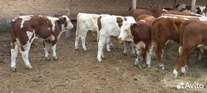 Бычки породистый