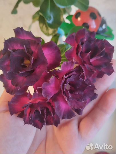 Адениумы сортовые