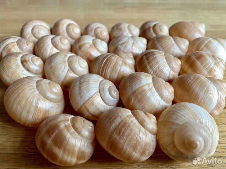Ракушки раковины рапаны улиток