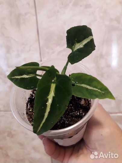 Сингониумы, диффенбахия