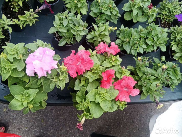 Гвоздика, колеус, гацания, бегония, георгины