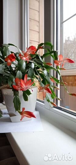 Декабрист шлюмбергера