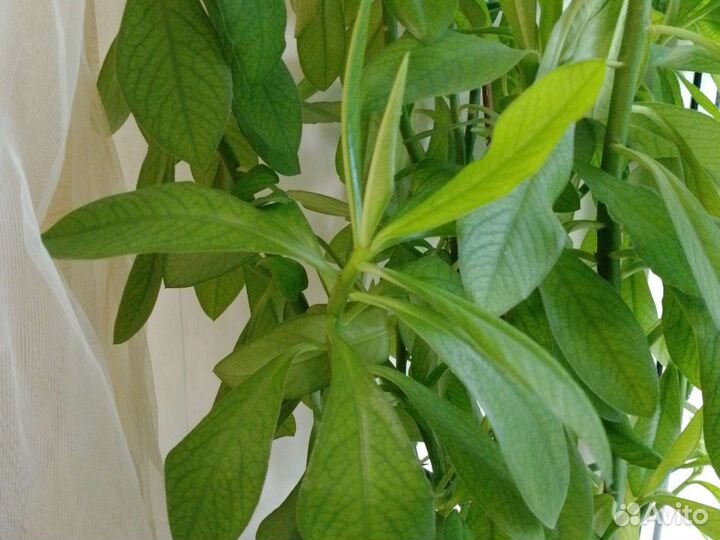 Молочай зонтичный