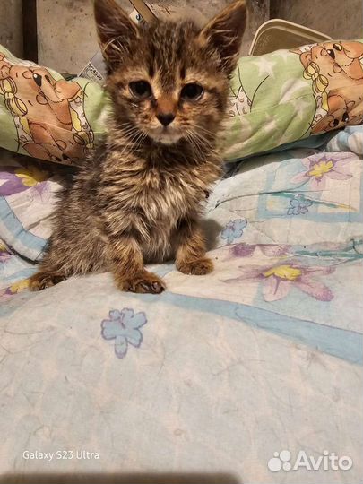 Котятки сиротки
