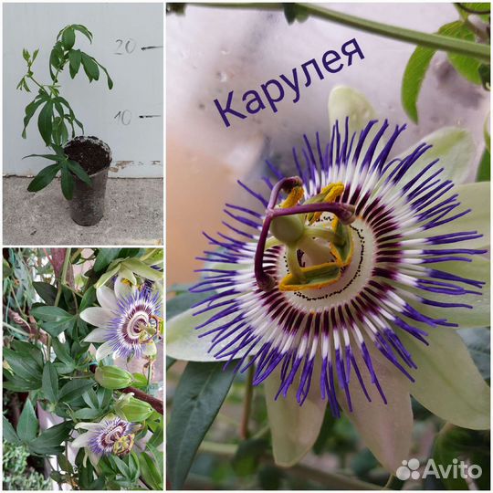 Пассифлора сьедобная, плодовая маракуя