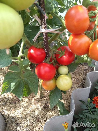 Семена томатов