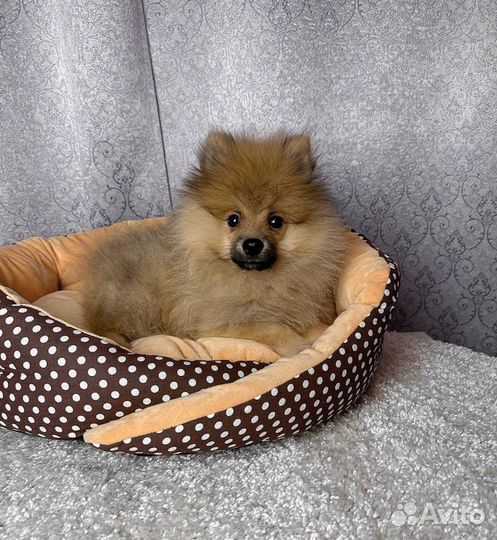 Шпиц мальчик