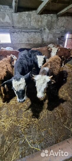 Телята бычки